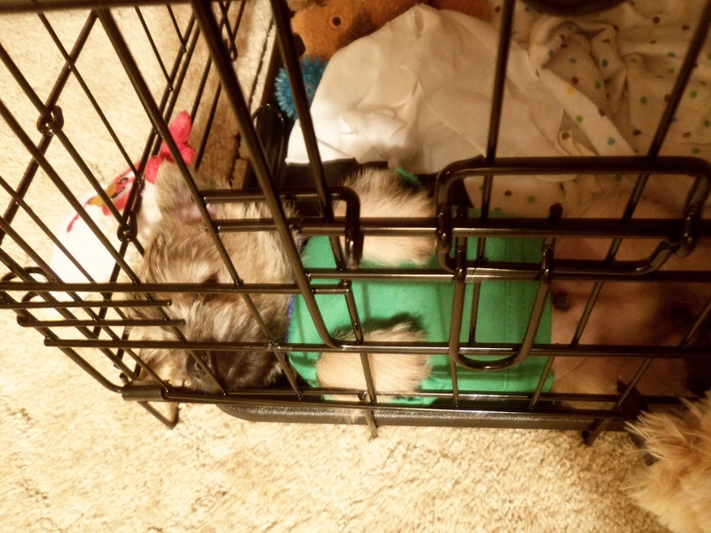 Cairn terrier puppy sleeping in kennel.