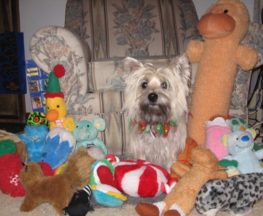 Cairn terrier sits surrounded by Christmas toys.