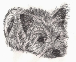 Black and white sketch of Cairn terrier puppy.