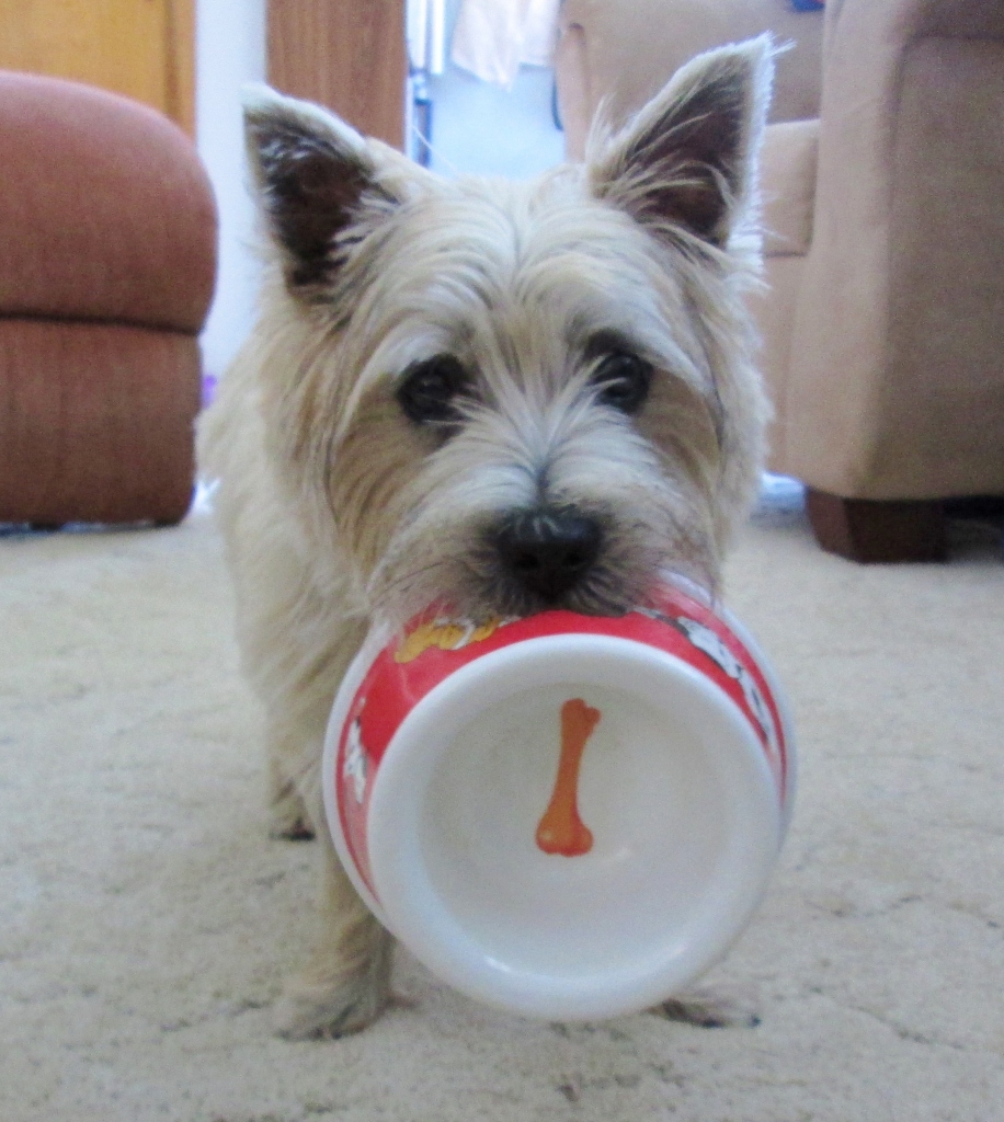 Cairn terrier puppy hold his food bowl.