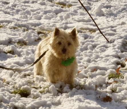 Cairn terrier pup standing in snow.