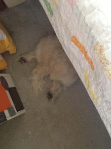 Back end of Cairn terrier sticks out from under the bed.