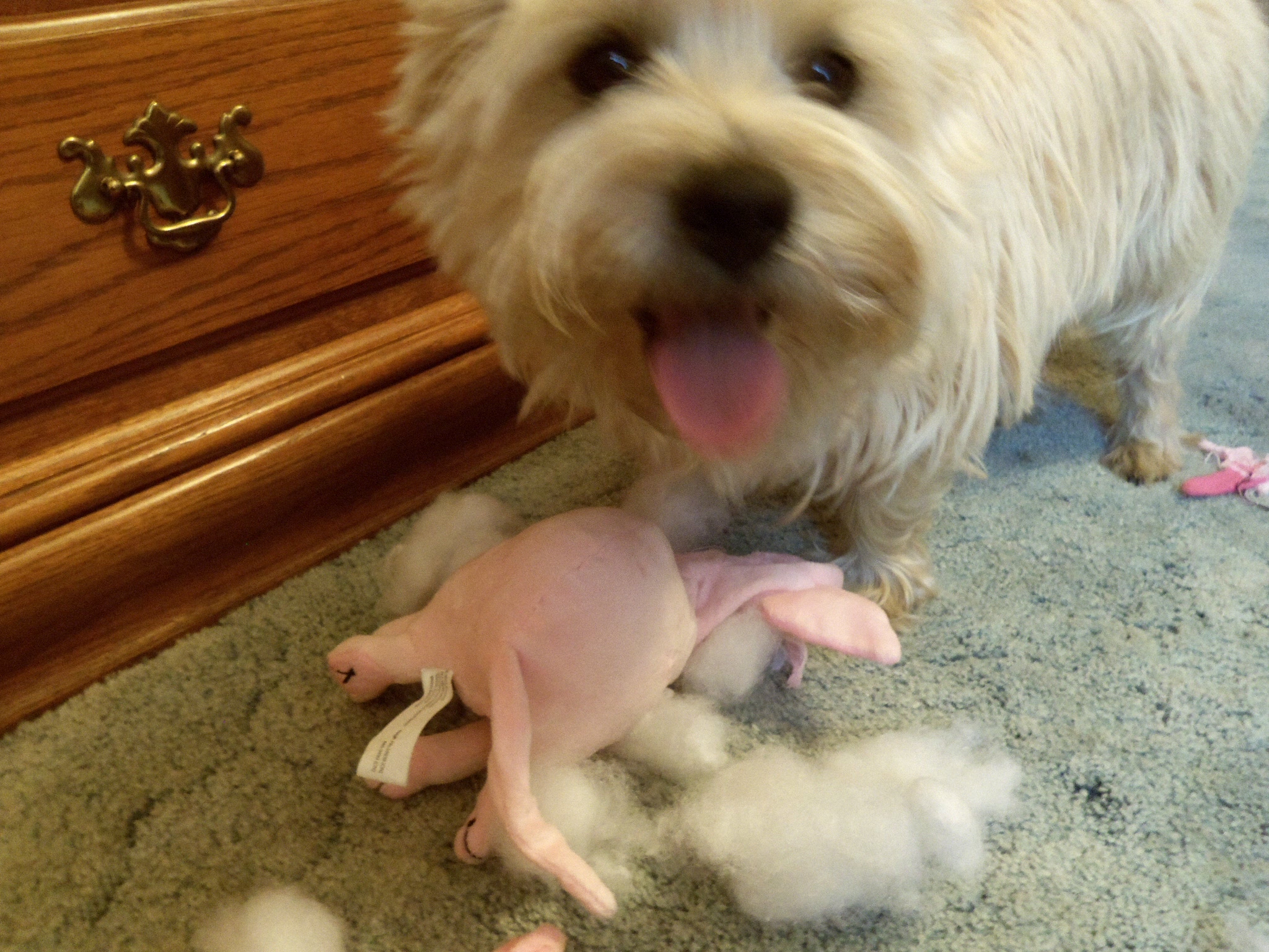 Cairn terrier stands over slain toy