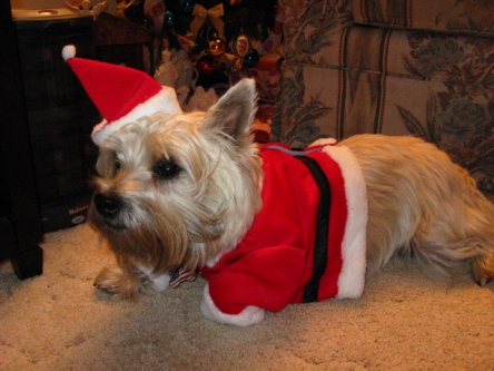 Unhappy terrier lying down while wearing Christmas Santa outfit.