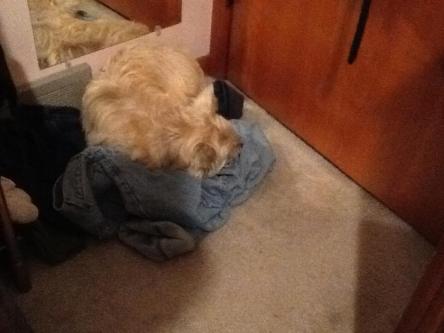 Cairn terrier sleeping in laundry