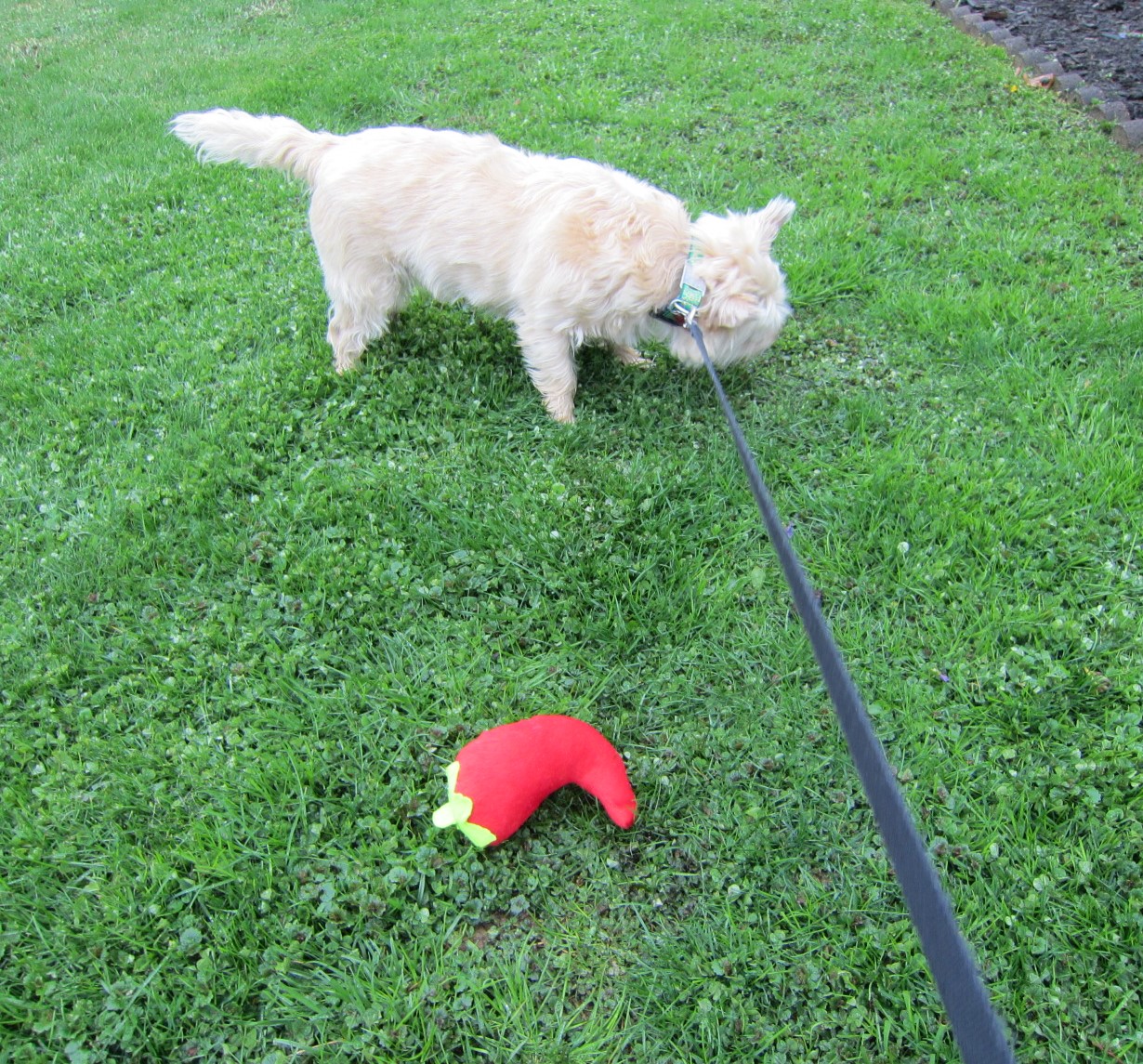 Cairn terrier allows his stuffed chili pepper toy to go pee.