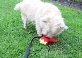 Cairn terrier touches his stuffed chili papper toy.