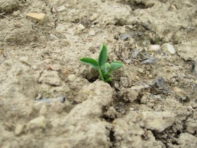 Pea plant sprouting