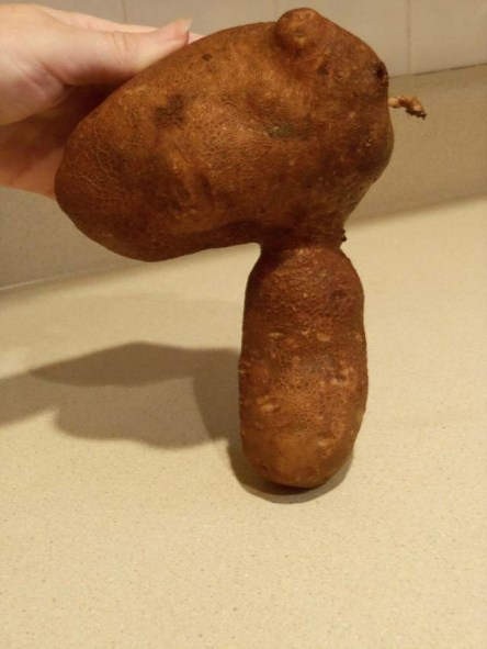 Large Snoopy shaped potato