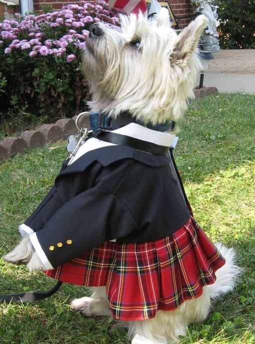 Terrier wearing a kilt.